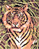 Канва с рисунком "Тигр" 1 шт. (099) 24см х 30см