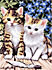 Канва с рисунком "Два котенка" 1 шт. (210) 24см х 30см