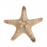 Декоративная морская звезда блистер 5 шт. ("Zlatka" MZF-001)
