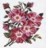 Канва с рисунком "Полевые цветы" 1 шт. (641) 22см х 25см