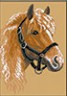 Канва с рисунком "Лошадь" 1 шт. (396) 24см х 35см