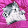 Канва с рисунком "Спящий котенок" 1 шт. (897) 41см х 41см