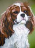 Канва с рисунком "Собака" серия 10.000 1 шт. (Collection D'Art 10398) 40см х 50см