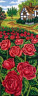 Канва с рисунком "Розы" серия 8.000 1 шт. (Collection D'Art 8050) 30см х 60см