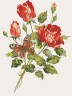 Канва с рисунком "Роза" серия 10.000 1 шт. (Collection D'Art 10468) 40см х 50см
