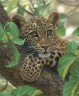 Канва с рисунком Леопард на дереве 1 шт. ("М.П.Студия" Г-020) 35см х 40см