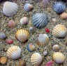 Ракушки