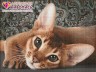 Набор для изготовления картины из страз Абиссинская кошка 1 шт. ("Алмазная живопись" АЖ-1458) 40см х 30см