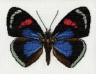 Набор для вышивки "Бабочка Катакора Колима" 1 шт. ("Астра" 097) 16см х 23см