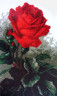 Набор для вышивки "Роза красная" 1 шт. ("РС студия" С-442 Н) 19см х 30см