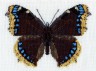 Набор для вышивки "Бабочка с вуалью" 1 шт. ("Астра" 093) 14.5см х 18.5см