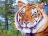 Канва с рисунком "Тигр" 1 шт. (80180) 33см х 46см