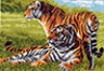 Канва с рисунком "Тигры" 1 шт. (617) 33см х 45см