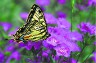 Канва с рисунком "Бабочка на лиловых цветах" 1 шт. (Матренин Посад 4000) 28см х 34см