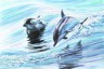 Канва с рисунком "Дельфины" 1 шт. (Матренин Посад 4040) 28см х 34см